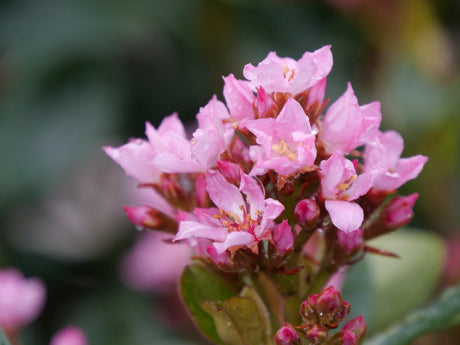 La Vida Grande Indian Hawthorn shrub, detail view