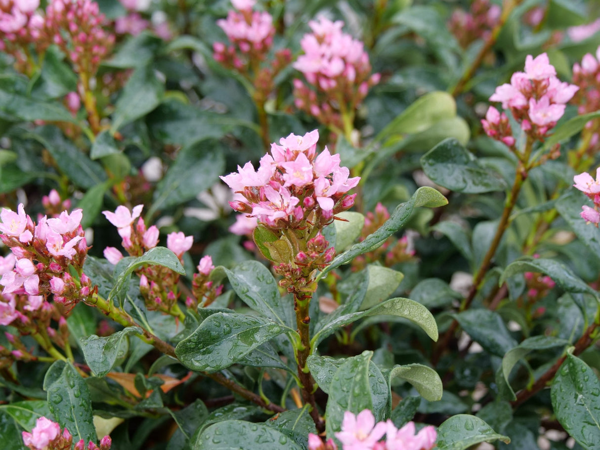 La Vida Grande Indian Hawthorn shrub, lifestyle view