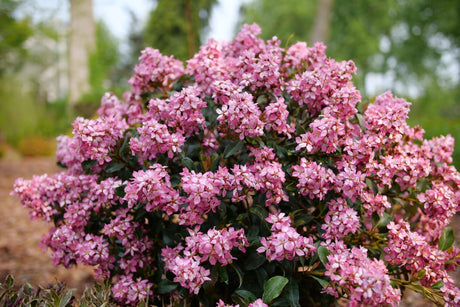 La Vida Mas Indian Hawthorn shrub, front view
