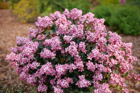 La Vida Mas Indian Hawthorn shrub, side view