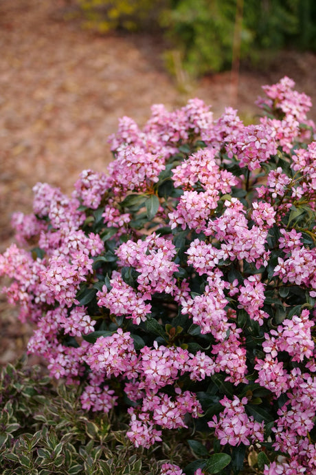 La Vida Mas Indian Hawthorn shrub, lifestyle view