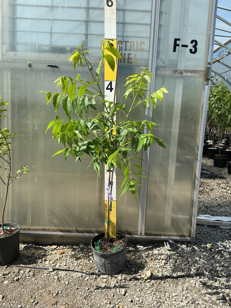 Labette Pecan Tree (Carya illinoinensis 'Labette') plant, crop photo - May 14, 2026