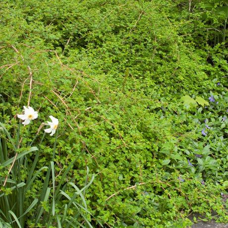 Close-up of white, yellow stephanandra flowers on Crispleaf Stephanandra Lace Shrub blooming in late spring.