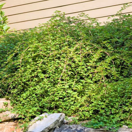 Deciduous foliage of Crispleaf Stephanandra Lace Shrub (Stephanandra incisa 'Crispa') in a garden setting.