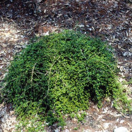 Crispleaf Stephanandra Lace Shrub (Stephanandra incisa 'Crispa'), a shrub featuring white, yellow flowers and deciduous.