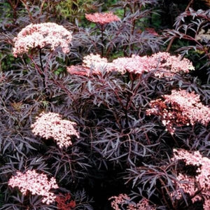 Close-up of pink sambucus flowers on Laced Up® Elderberry blooming in early summer to late summer.