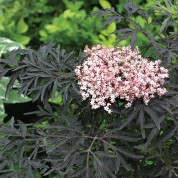 Laced Up® Elderberry | Buy at NatureHills.com