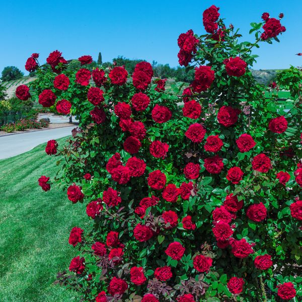 Lady In Red Climbing Rose