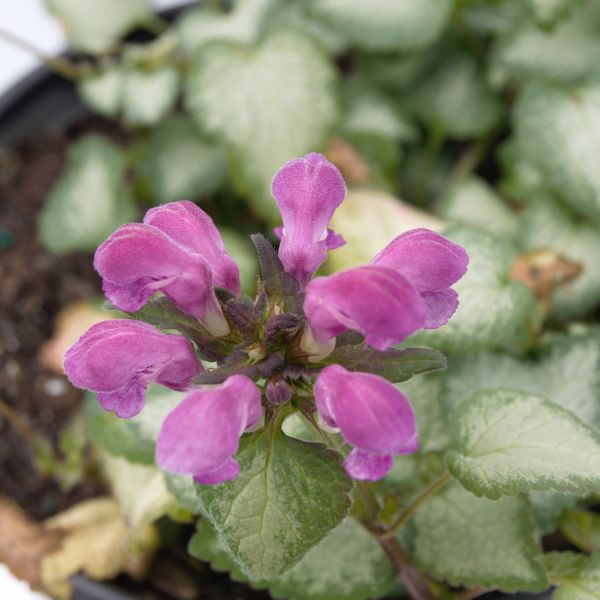 Purple Dragon Dead Nettle (Lamium maculatum 'Purple Dragon'), a perennial featuring purple flowers and perennial.