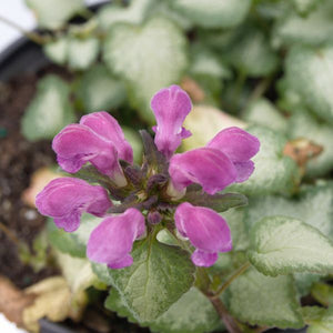 Purple Dragon Dead Nettle (Lamium maculatum 'Purple Dragon'), a perennial featuring purple flowers and perennial.