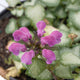Plants Under $30