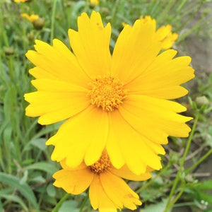 Lanceleaf Coreopsis - Nature Hills Nursery - #1 Container - 