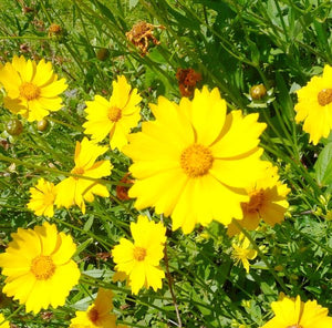 Lanceleaf Coreopsis - Nature Hills Nursery - #1 Container - 