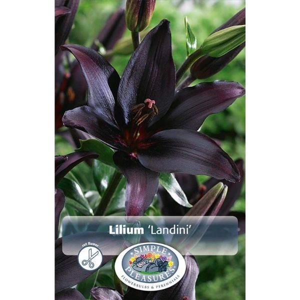 Landini Lily