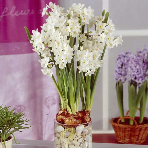 Large Paperwhites full bloomed in pot