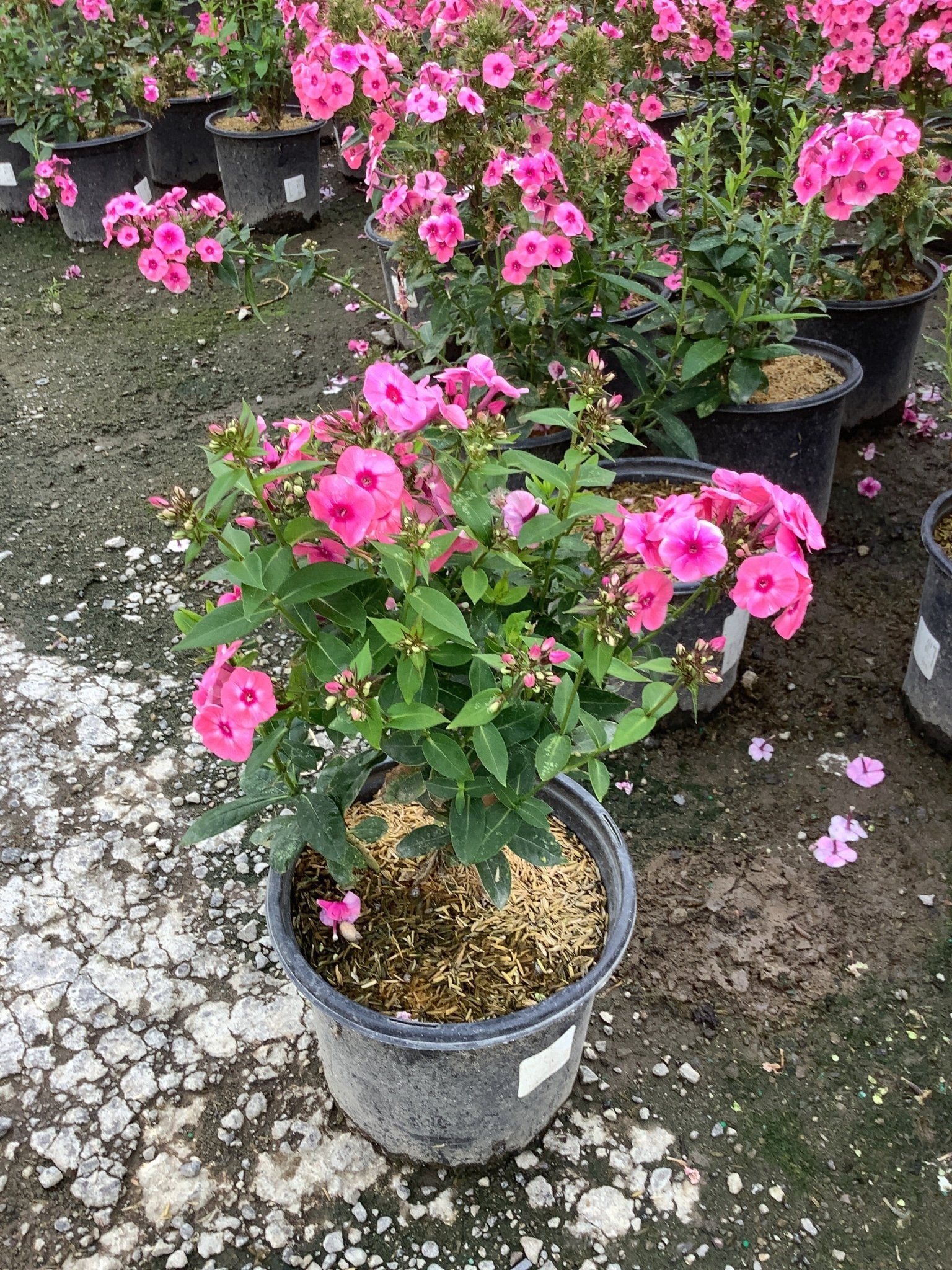 Flame® Pro Cerise Garden Phlox | Buy at NatureHills.com