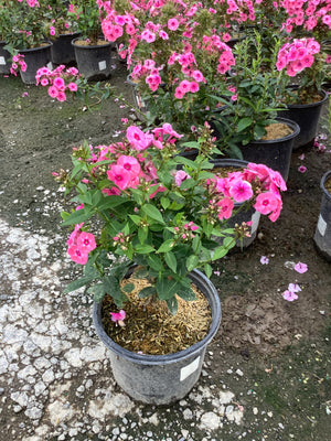 Larissa Phlox