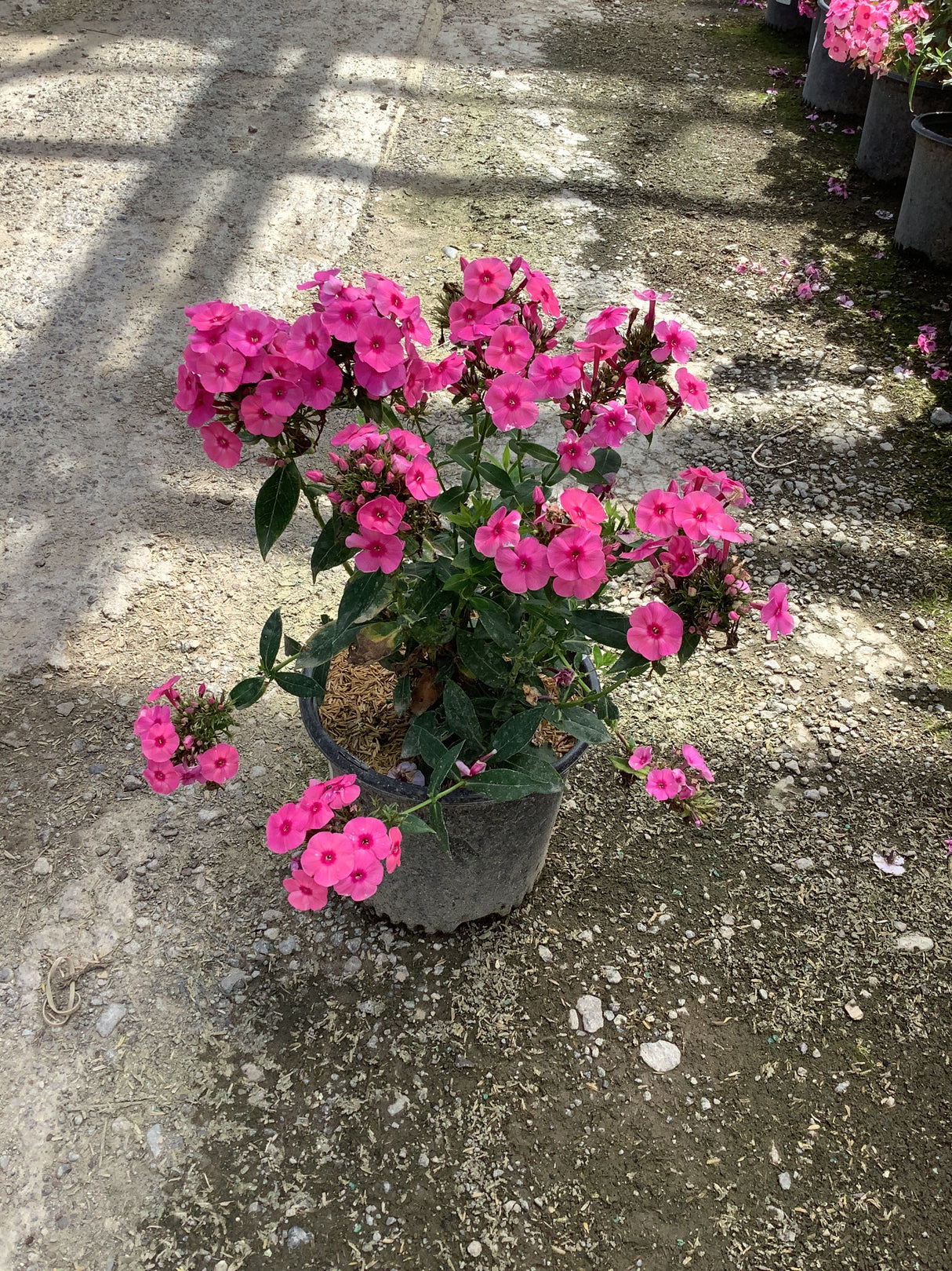 Larissa Phlox