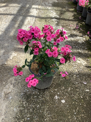 Larissa Phlox