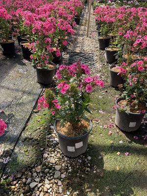 Larissa Phlox