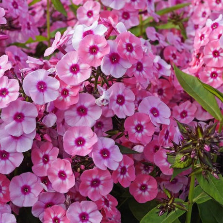 Larissa Phlox - Perennial - Nature Hills Nursery - 1 Container - 
