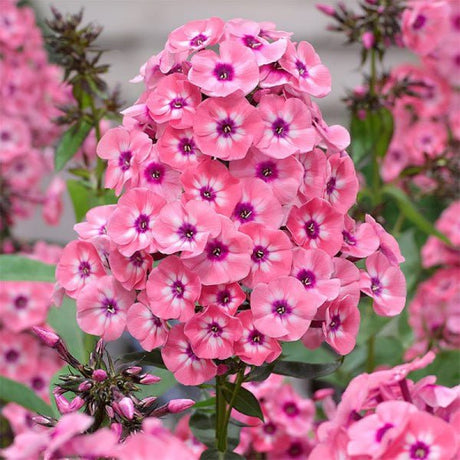 Larissa Phlox - Perennial - Nature Hills Nursery - 1 Container - 