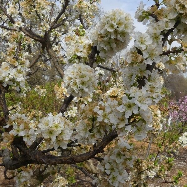 Laroda Plum Tree - Nature Hills Nursery - Paper Pot 4 - 5 Feet - 