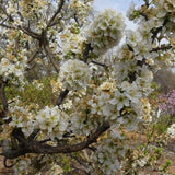 Laroda Plum Tree - Nature Hills Nursery - Paper Pot 4 - 5 Feet - 