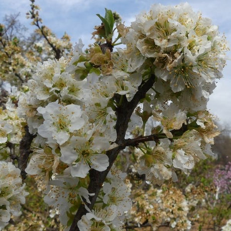 Laroda Plum Tree - Nature Hills Nursery - Paper Pot 4 - 5 Feet - 
