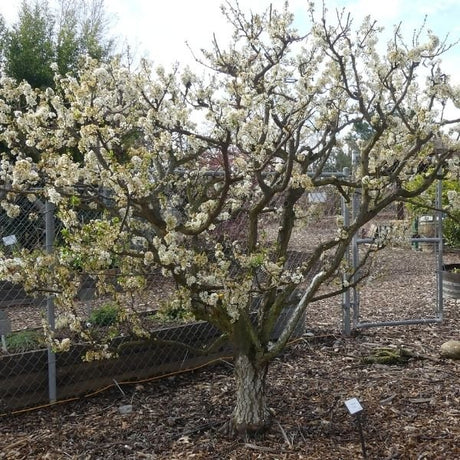 Laroda Plum Tree - Nature Hills Nursery - Paper Pot 4 - 5 Feet - 