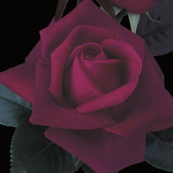 Lasting Love&reg; Hybrid Tea Rose - Nature Hills Nursery - #3 Container 1 - 2 Feet - 