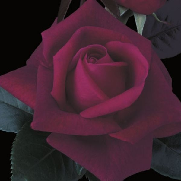 Lasting Love&reg; Hybrid Tea Rose