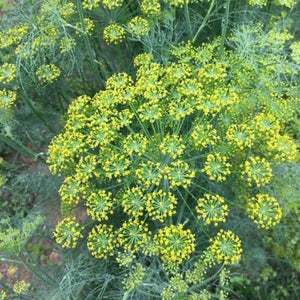 Late & Blue Dill - Nature Hills Nursery - Quart Container - 