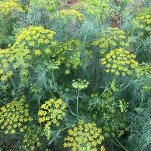 Late & Blue Dill - Nature Hills Nursery - Quart Container - 