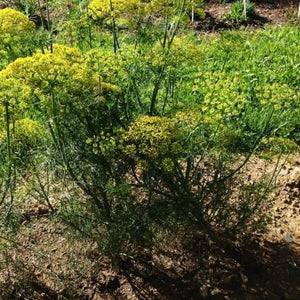 Late & Blue Dill - Nature Hills Nursery - Quart Container - 