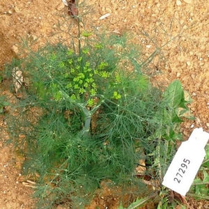 Late & Blue Dill - Nature Hills Nursery - Quart Container - 
