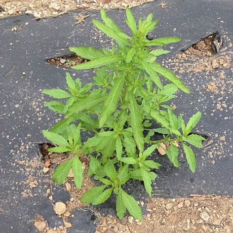 Late & Broad Epazote - Nature Hills Nursery - Quart Container - 