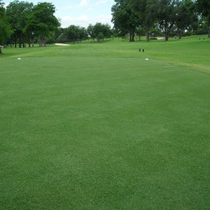 Latitude 36&trade; Bermudagrass Plugs - Nature Hills Nursery - 70 Plug Tray - 