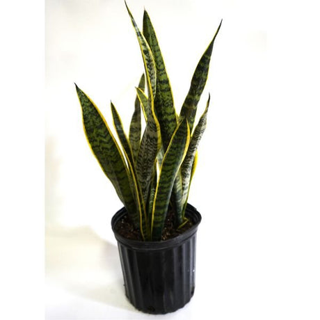Laurentii Variegated Snake Plant - Houseplant - Nature Hills Nursery - 3 Container - 