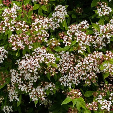 Laurustinus Viburnum - Nature Hills Nursery - #1 Container - 