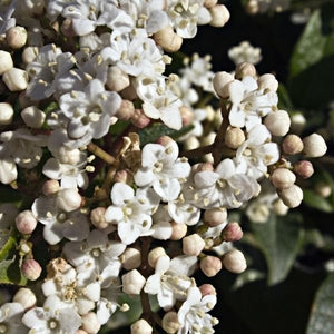 Laurustinus Viburnum - Nature Hills Nursery - #1 Container - 
