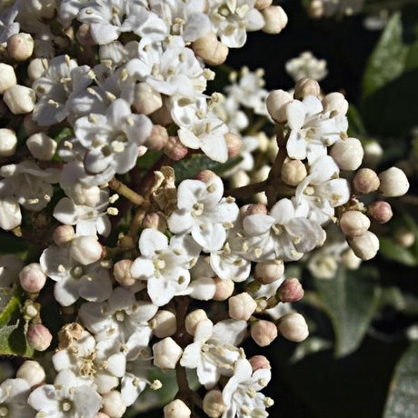 Laurustinus Viburnum - Nature Hills Nursery - #1 Container - 