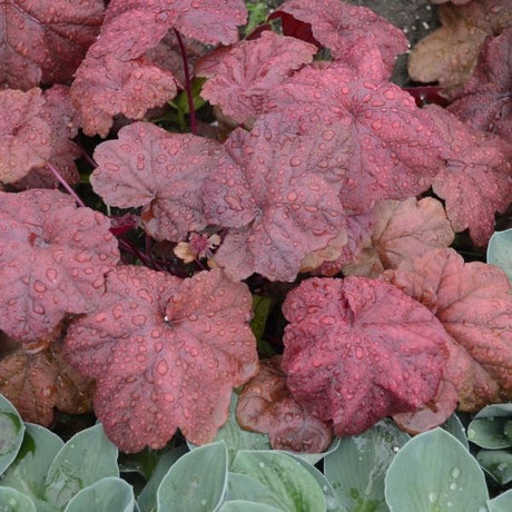 Lava Lamp Coral Bells - Nature Hills Nursery - #1 Container - 