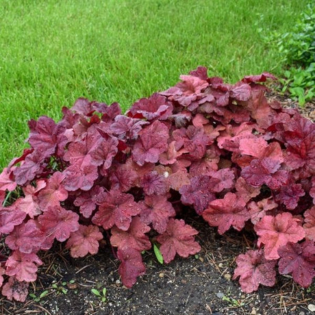Lava Lamp Coral Bells - Nature Hills Nursery - #1 Container - 