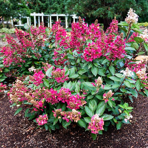 Lavalamp&trade; Flare&trade; Panicle Hydrangea - Nature Hills Nursery - #3 Container - 
