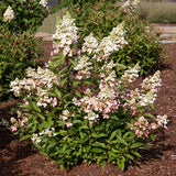 Lavalamp&trade; Flare&trade; Panicle Hydrangea - Nature Hills Nursery - #3 Container - 