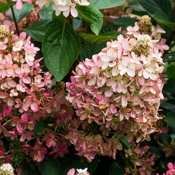 Lavalamp&trade; Flare&trade; Panicle Hydrangea - Nature Hills Nursery - #3 Container - 