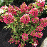 Lavalamp&trade; Flare&trade; Panicle Hydrangea - Nature Hills Nursery - #3 Container - 