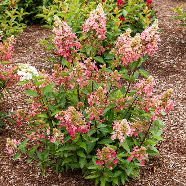 Lavalamp&trade; Flare&trade; Panicle Hydrangea - Nature Hills Nursery - #3 Container - 