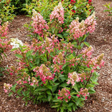 Lavalamp&trade; Flare&trade; Panicle Hydrangea - Nature Hills Nursery - #3 Container - 